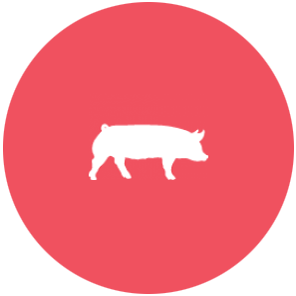 swine