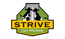 STRIVE Calf Program