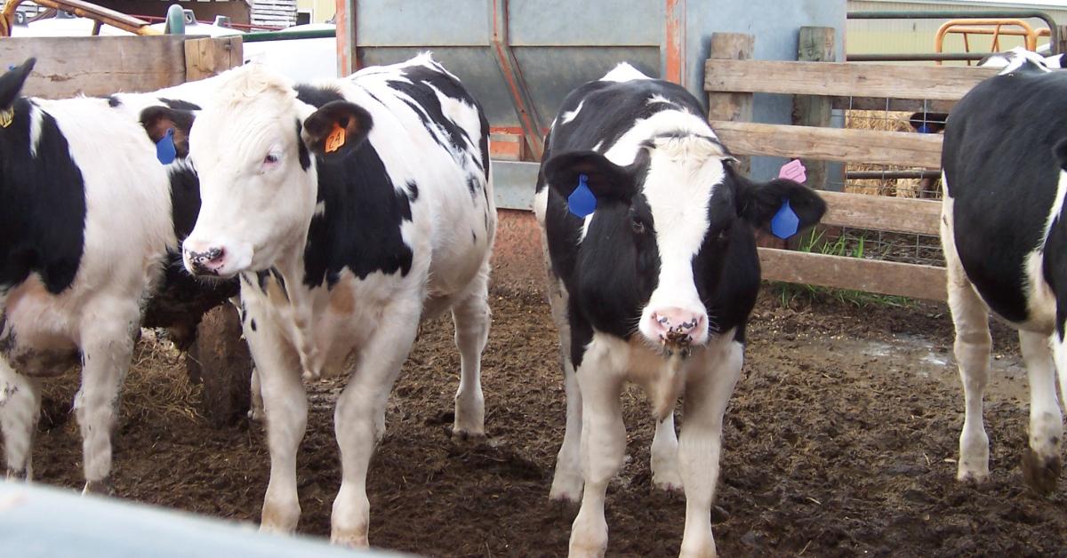 Dairy Beef Calves