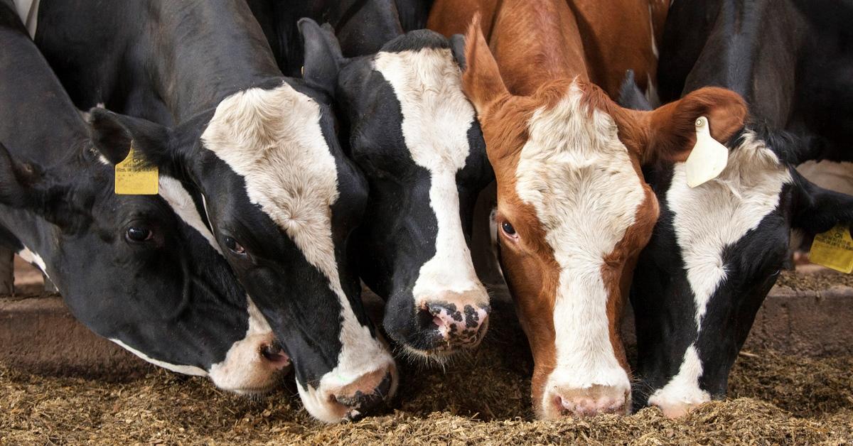 Dairy Cows Eating Forage