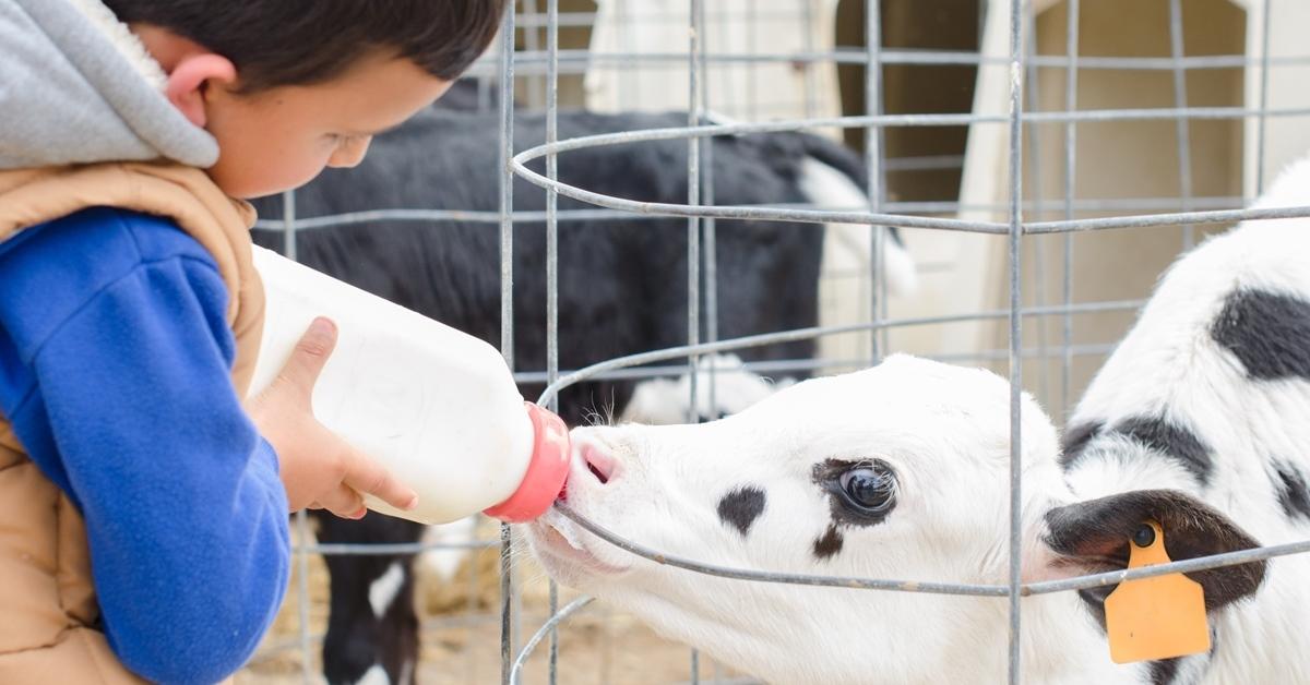 Boy bottle feeding dairy calf