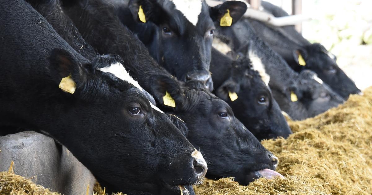 Dairy Cows Eating Forage