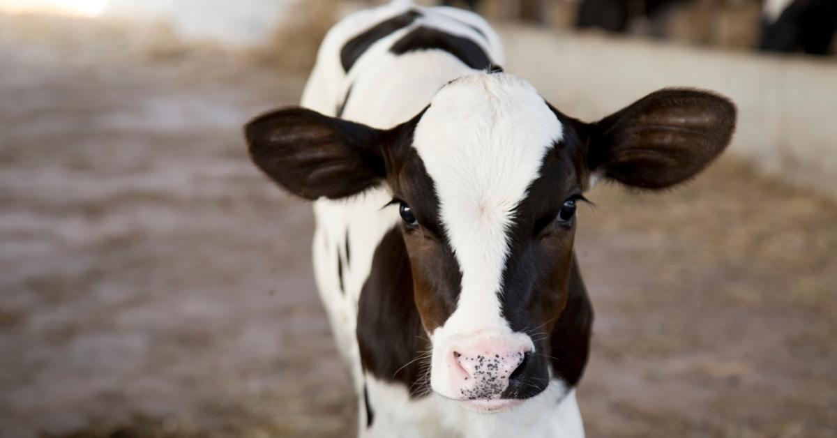 Dairy Calf