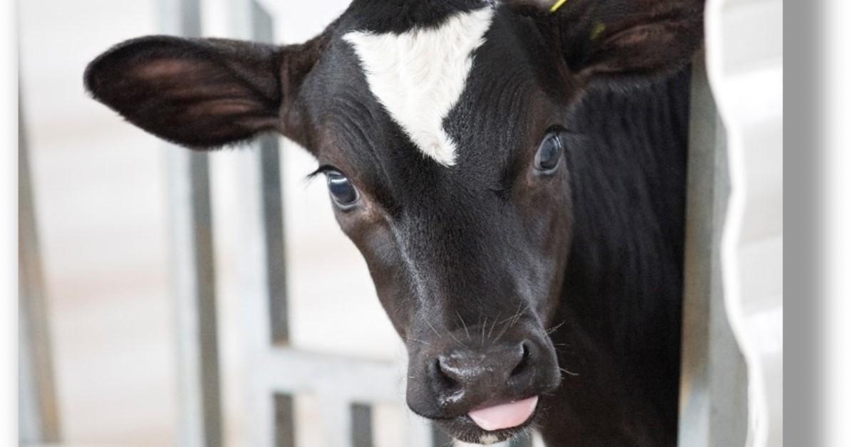 Calf in Stall