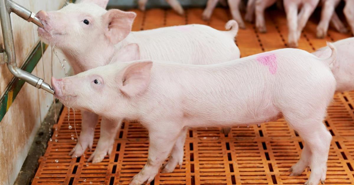 Piglets on Waterer