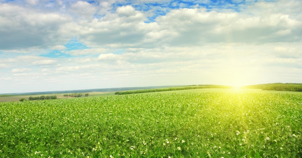 Peas in a field