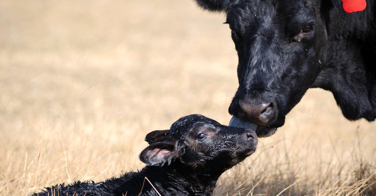 Cow with newborn calf