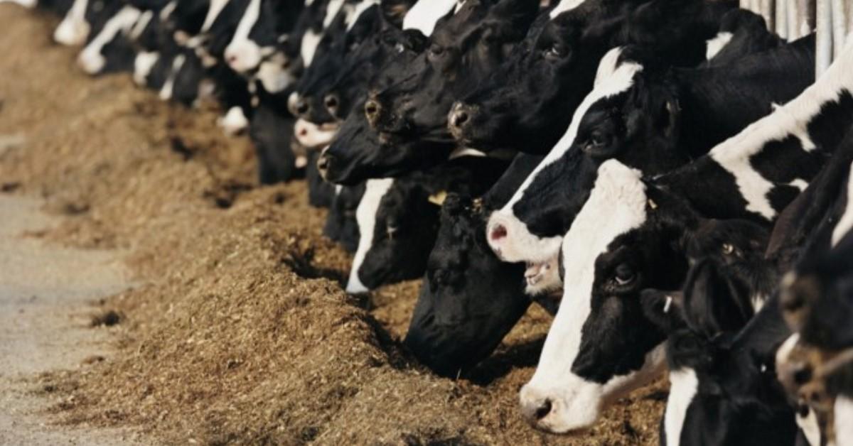 Dairy Cows Eating Forage
