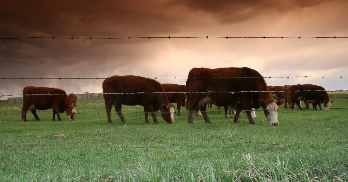 Grazing Cows