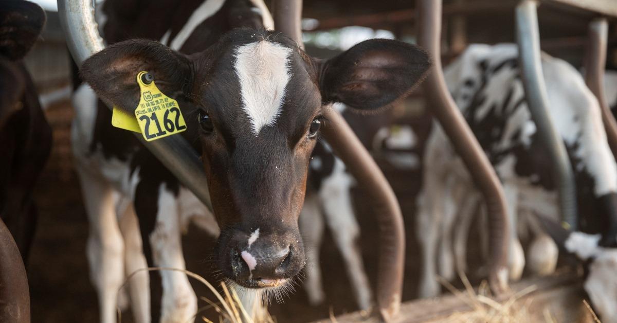 Dairy Calf