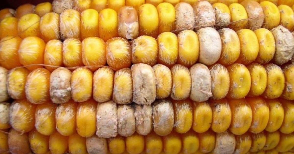 Corn with mycotoxin