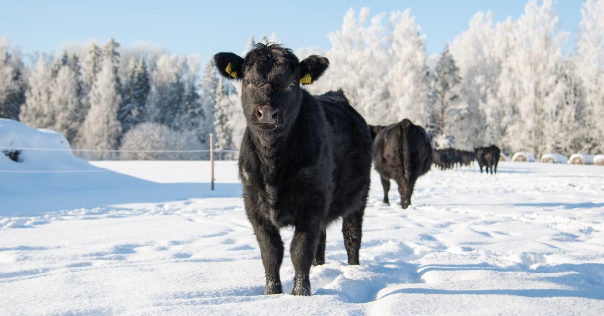 Beef Cow in Winter