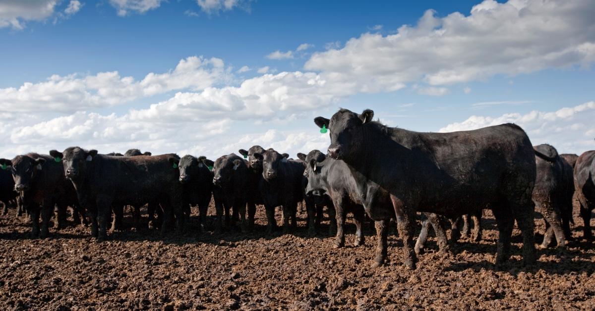 Feedlot Cattle