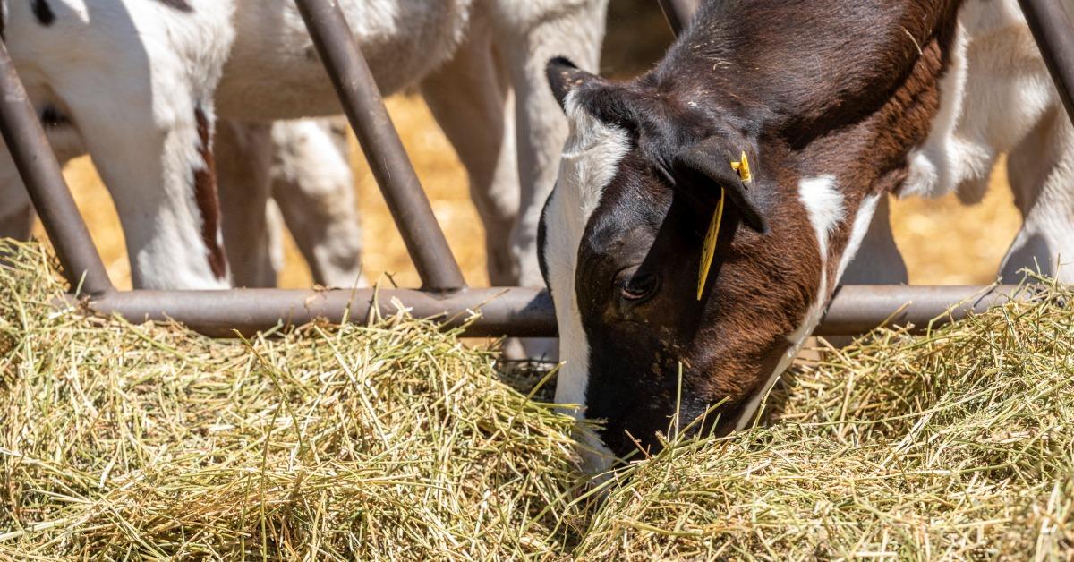 Dairy Cow Eating Forage