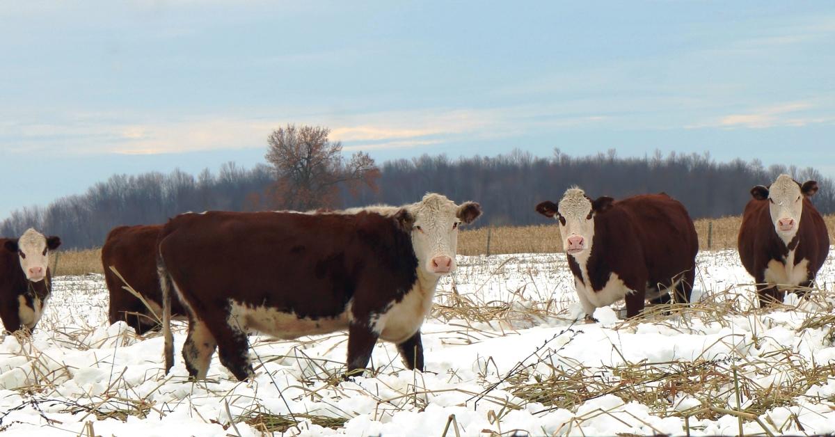 Cows in snow