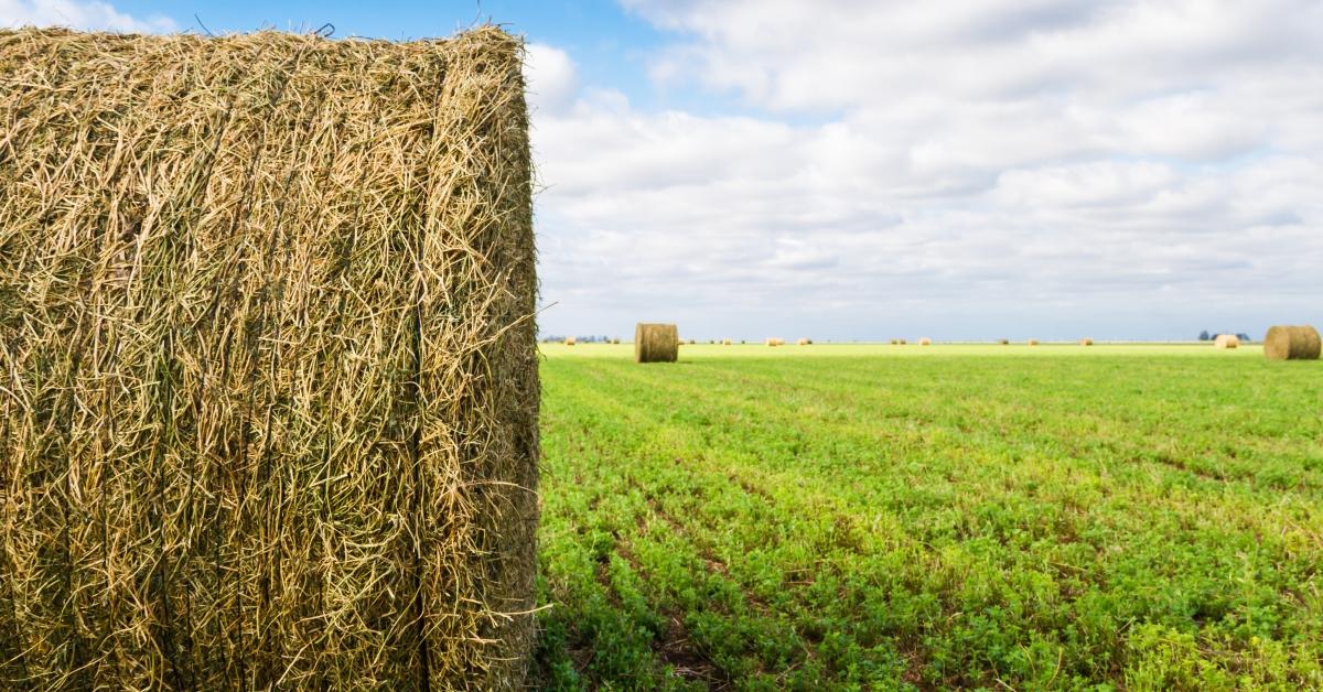 Hay bale