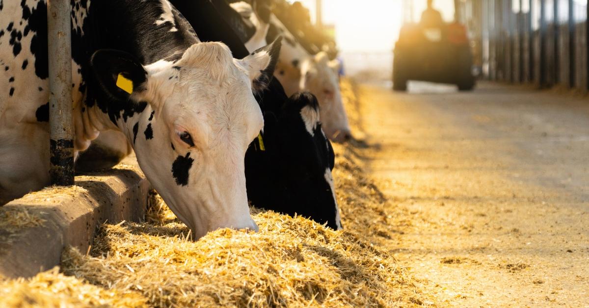 Dairy Cow Eating Forage