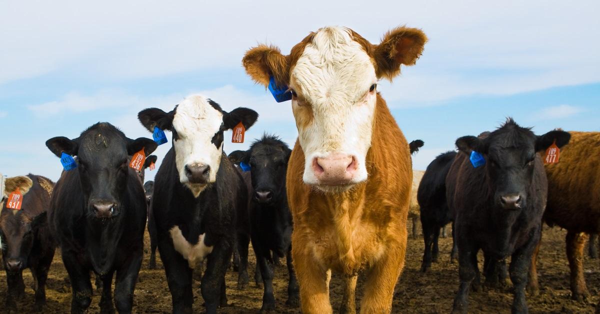 Feedlot Cattle