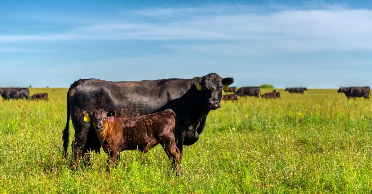 Beef Cow and calf