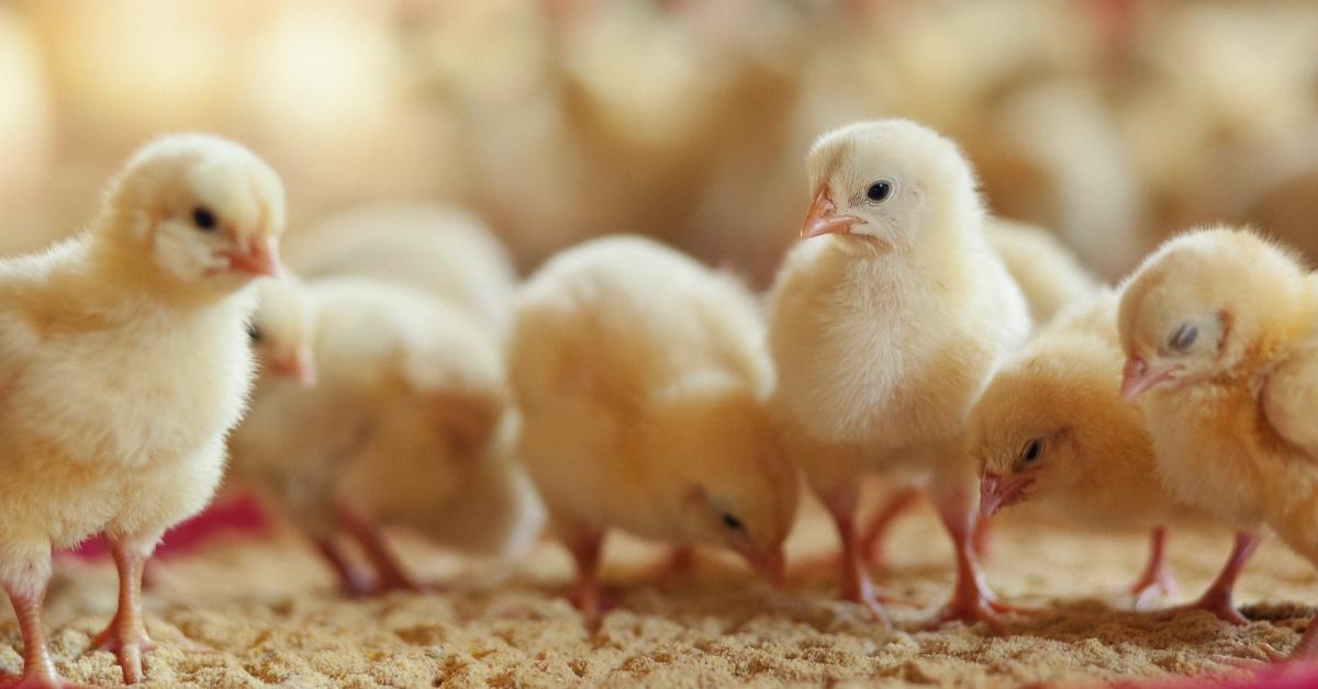 Baby Chicks