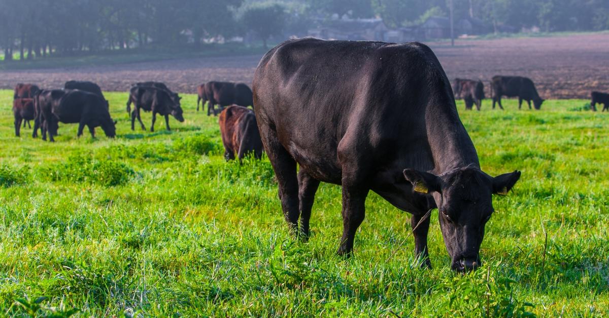 Grazing Cattle