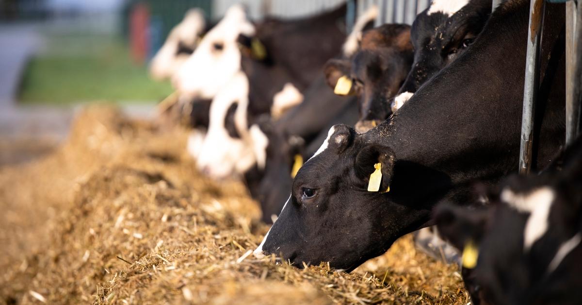 Cows eating forage or silage