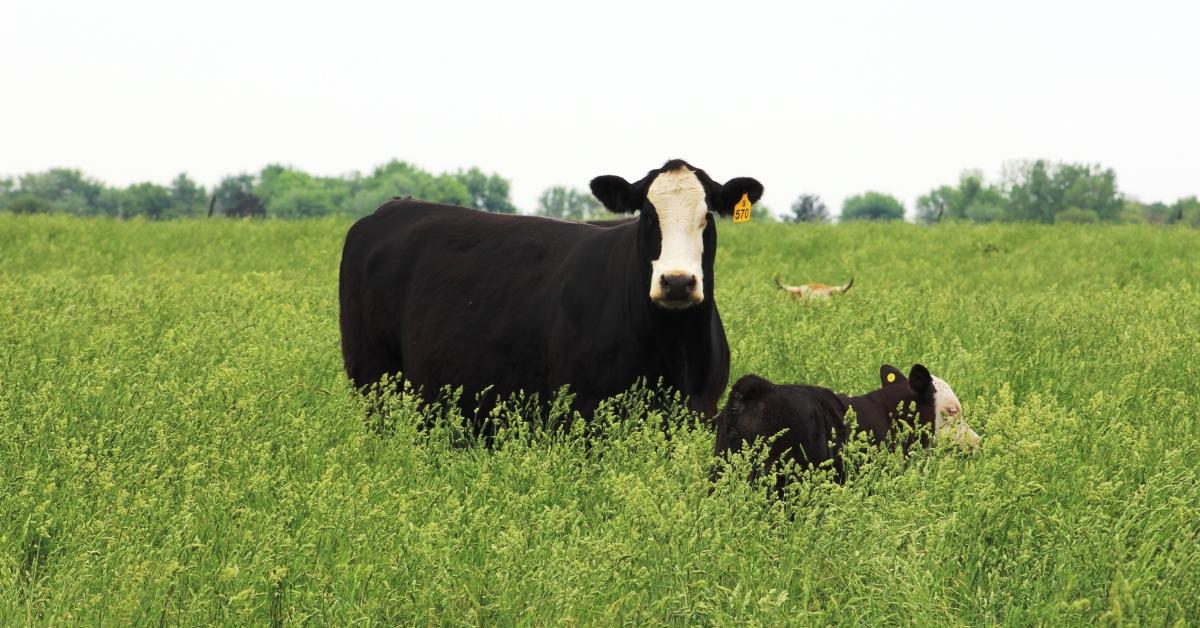 Cattle in pasture