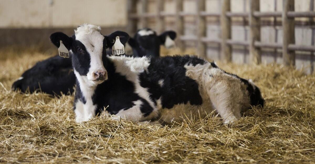 Dairy calf