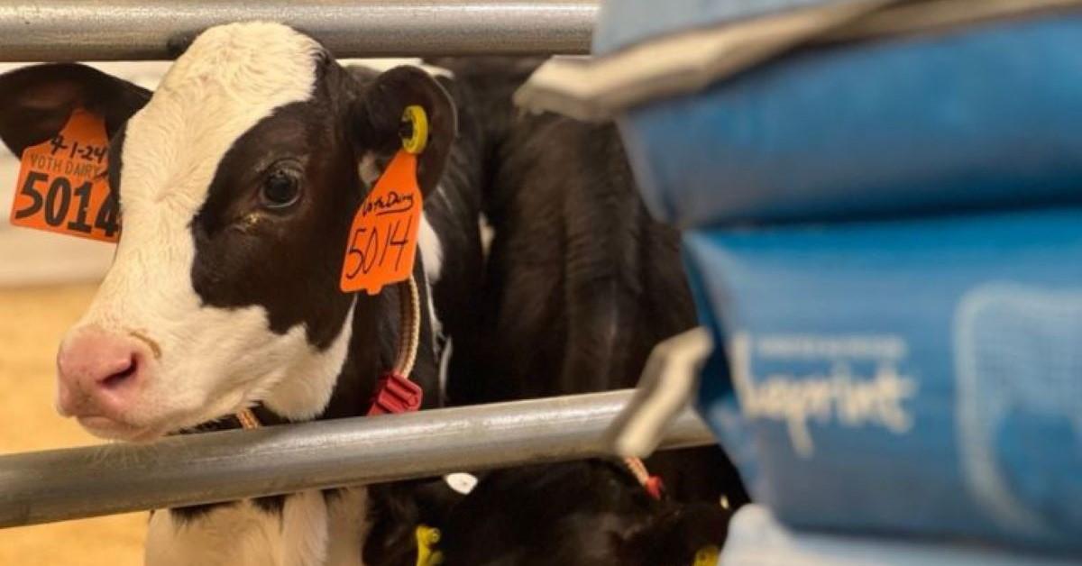 Dairy Calf