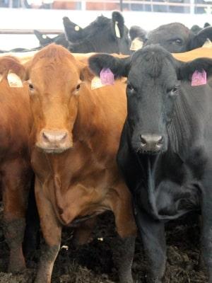 Beef Cattle image