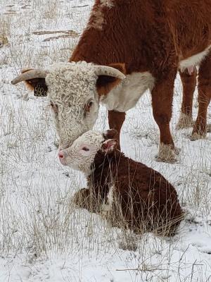 Copeland Herefords